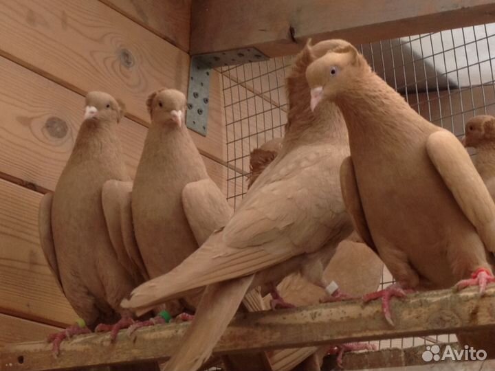 Бойные голуби армянские