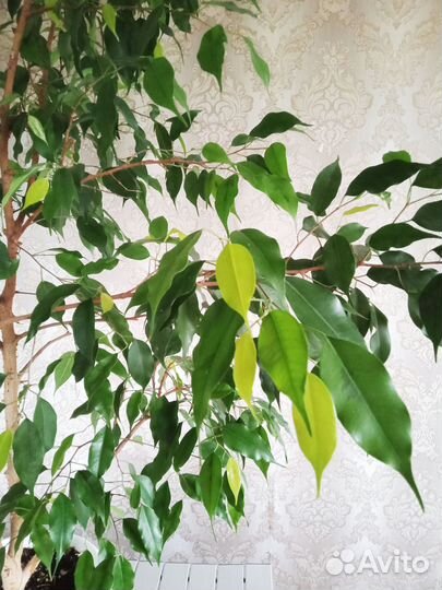 Фикус бенджамина большой