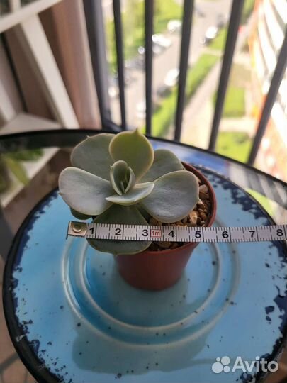 Эхеверия суккулент каменная роза