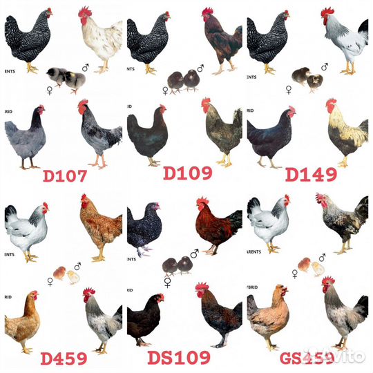 Курочка - молодка несушка Доминант