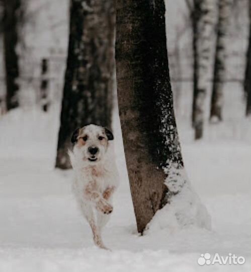 Собака ищет дом