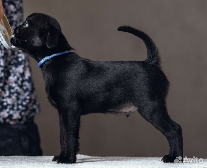 Пти брабансон