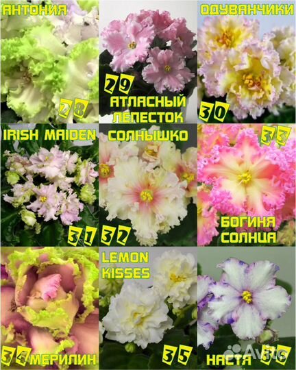 Сортовые фиалки