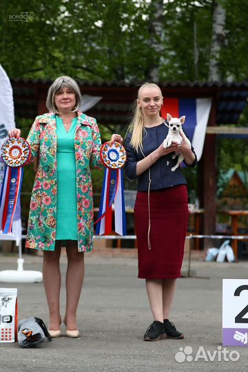 Вязка кобель чихуахуа