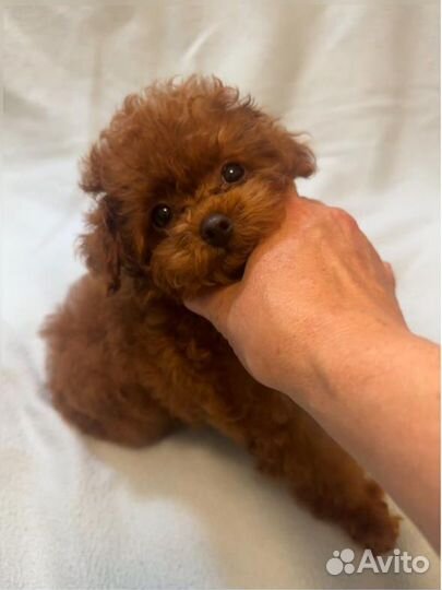 Той-пудель ред браун мальчик тедди мини 3,5 месяца