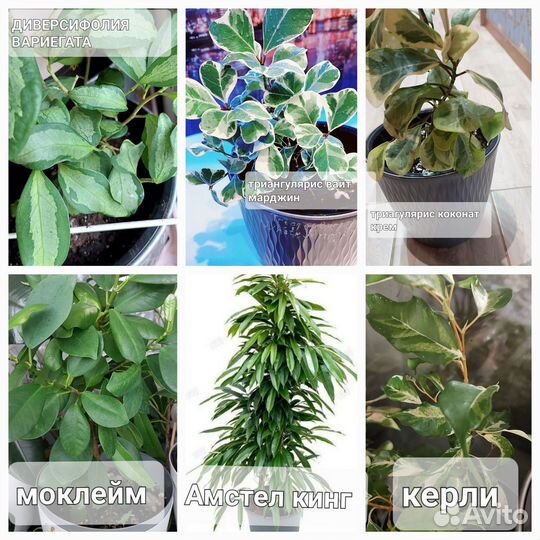 Фикусы сортовые