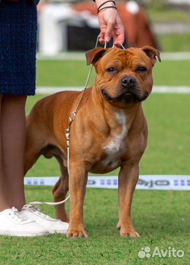 Стаффордширский бультерьер вязка