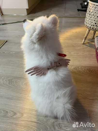 Шлейка для маленькой собаки