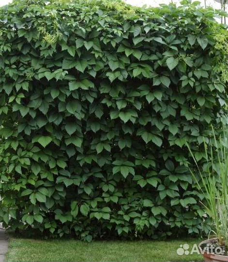 Девичий виноград Саженцы