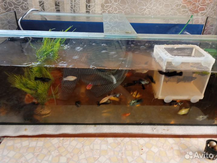 Аквариум с рыбками