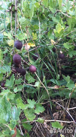 Смородина черная красная