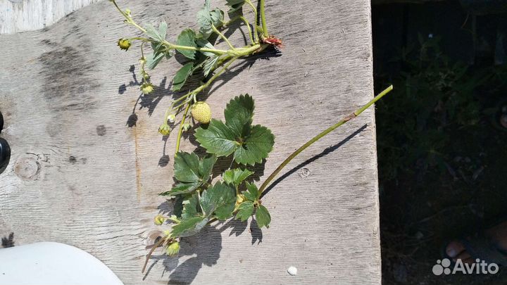 Рассада ремонтантной клубники, зимостойкая