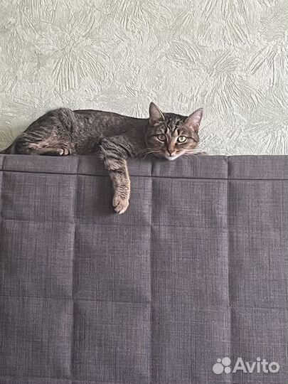 Передержка животных на дому