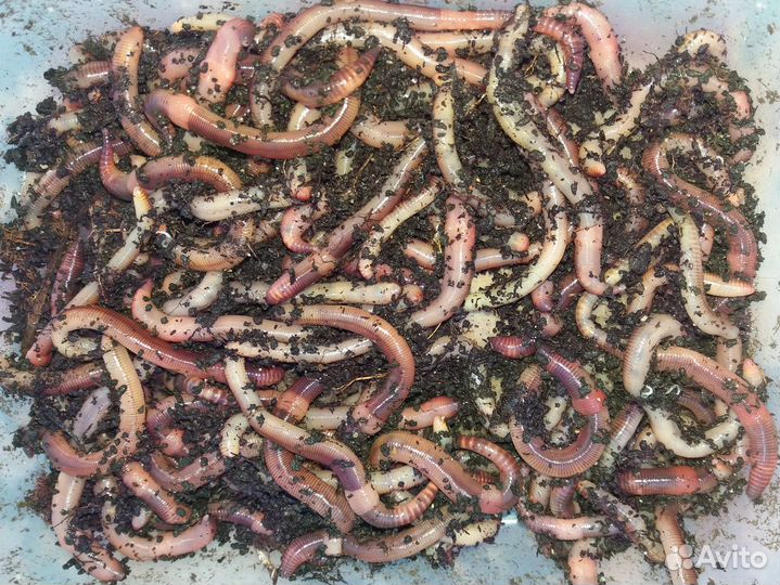 Червь -Дендрабена