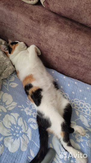 Кошечка ищет дом