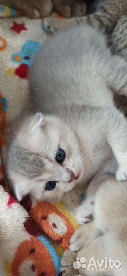 Котята золотая шиншилла (бронь)