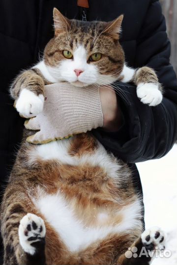 Спокойный и нежный Мирон в поисках дома