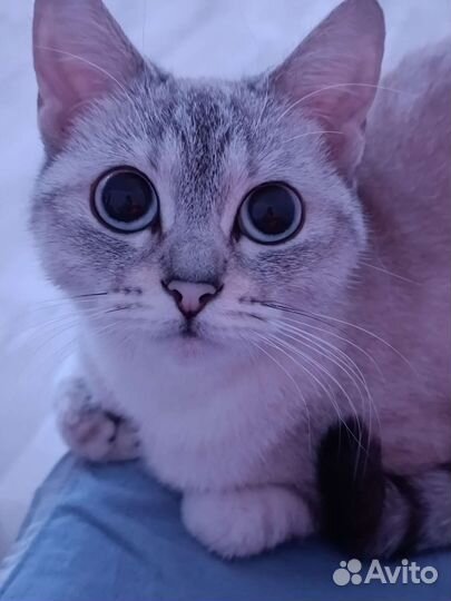Тайская Кошка