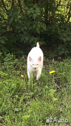 Беленькие плачут выкинули