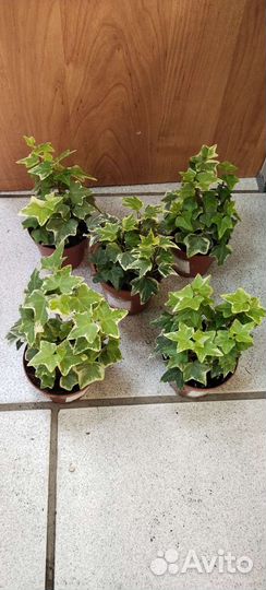 Плющ хедера