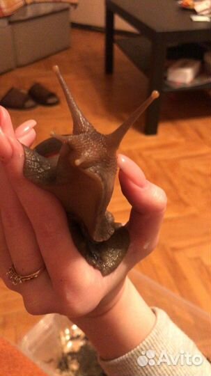 Улитка ахатина в добрые руки