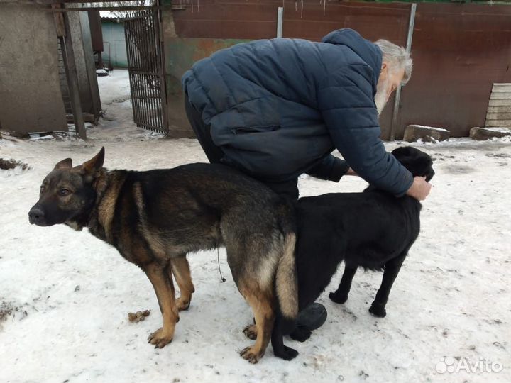 Щенок немецкой овчарки