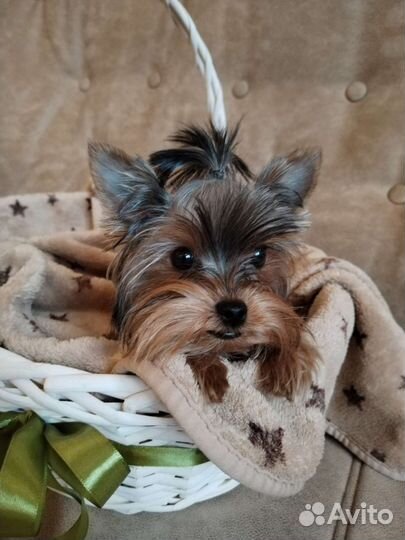 Йоркширский терьер микро