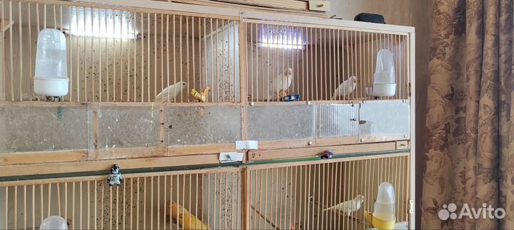 Продам канареек