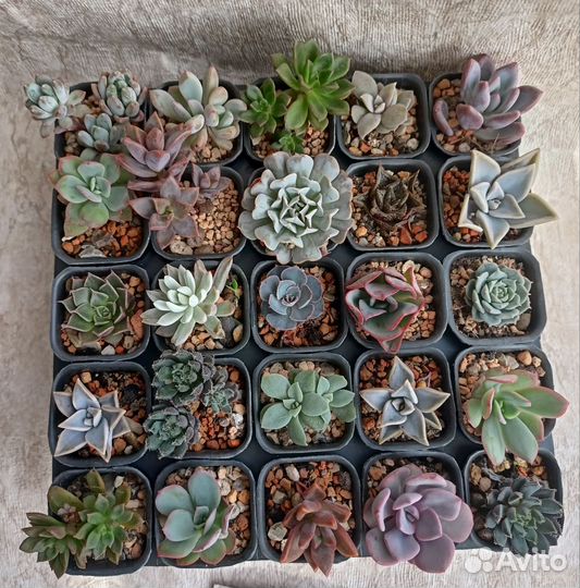 Эхеверии и другие суккуленты