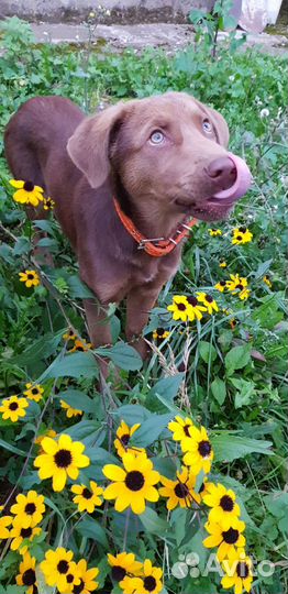 Щенок в добрые руки