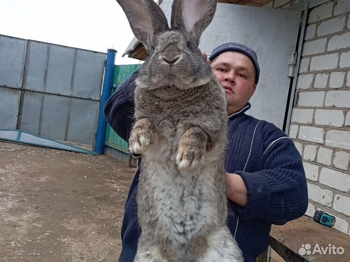 Кролики породы фландр, ризен