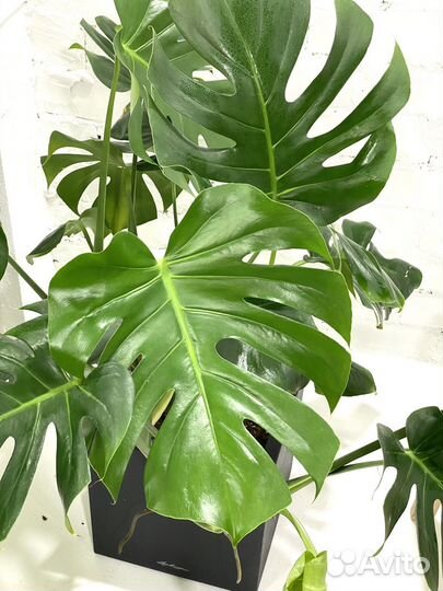 Монстера деликоса в горшке с автополивом lechuza
