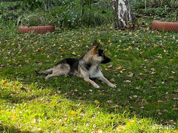 Собака в добрые руки