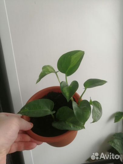 Сциндапсусы