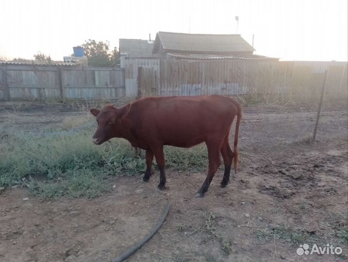 Телки