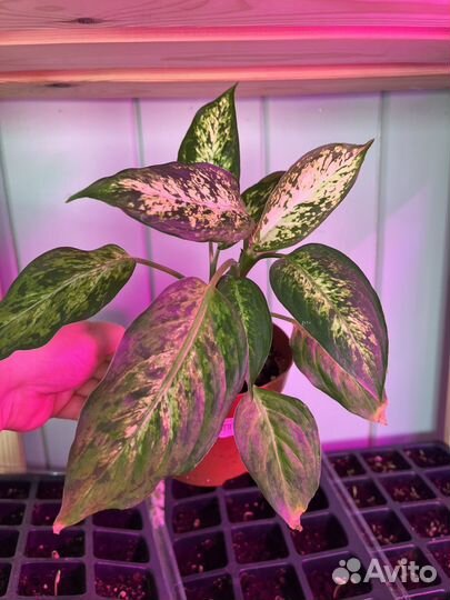 Диффенбахия