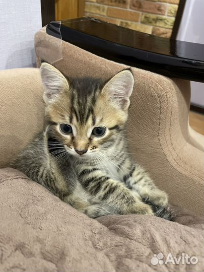 Котята метисы в добрые руки