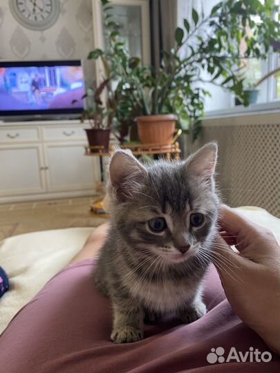 Котенок