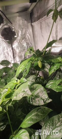 Перец Каролина Рипер/Carolina Reaper