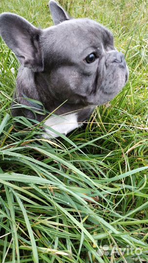 Французский бульдог вязка