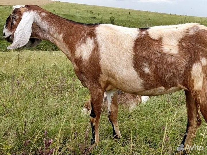 Дойные козочки, некози и козлики на племя