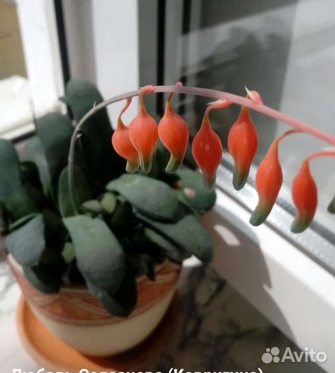 Суккуленты