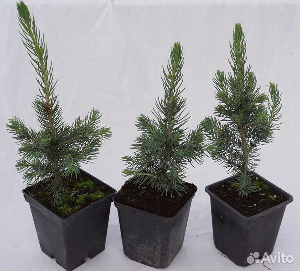 Саженцы ель голубая