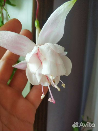 Фуксия Marshmallow