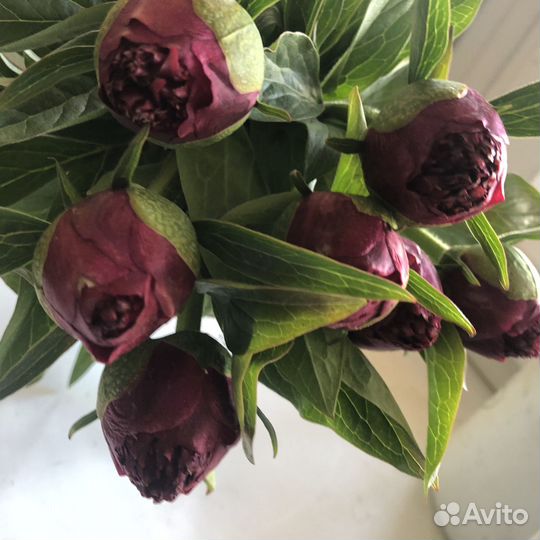 Пионы срезка. Бутоны