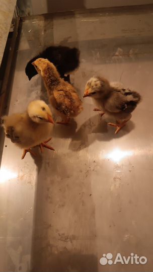 Цыплята суточные подрощенные домашние