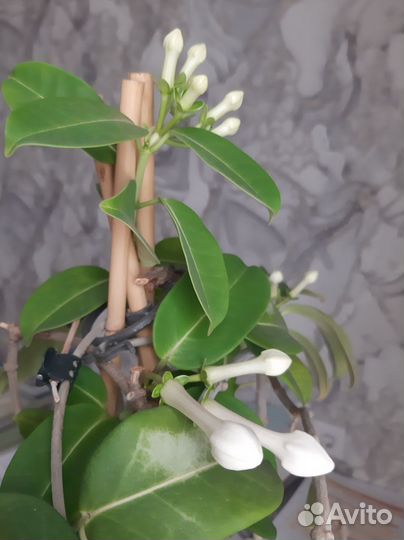 Стефанотис