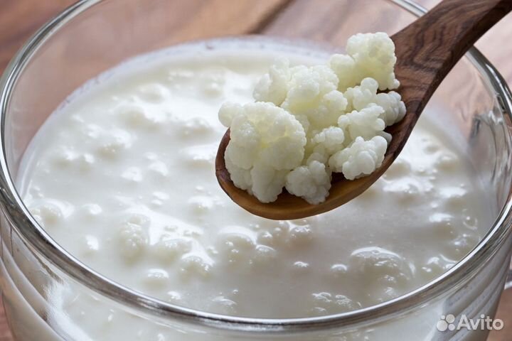 Тибетский (молочный, кефирный) гриб