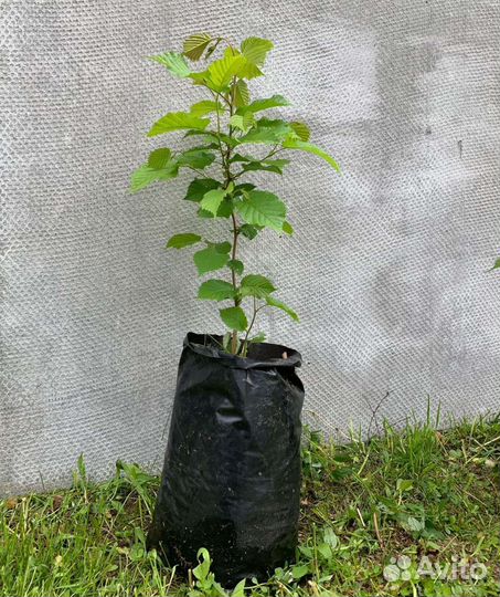 Саженцы сосны,берёзы, орешника,дуба,лиственницы