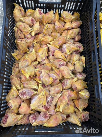 Корм для собак